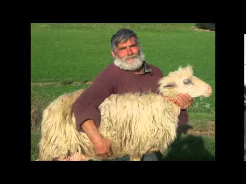 download lagu mp3 mp4 Pastore Sardo, download lagu Pastore Sardo gratis, unduh video klip Pastore Sardo