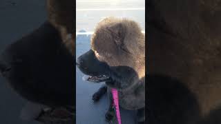 Día de los Muertos | Remembering My Chow Chow Shadow 🕯️🐾