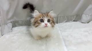 ミヌエットの動画01