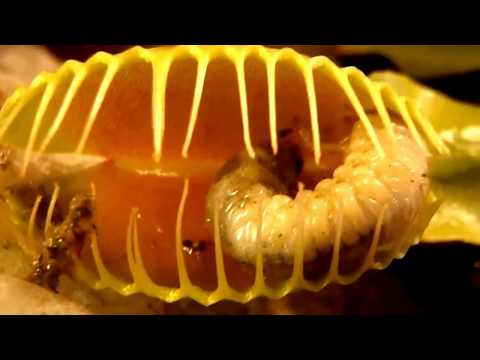 Lihansyöjäkasvi saalistaa eläimiä suomi