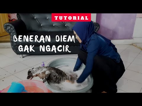 , title : 'CARA MEMANDIKAN MUSANG BIAR ANTENG TIDAK NGACIR | INI RAHASIANYA !!!'