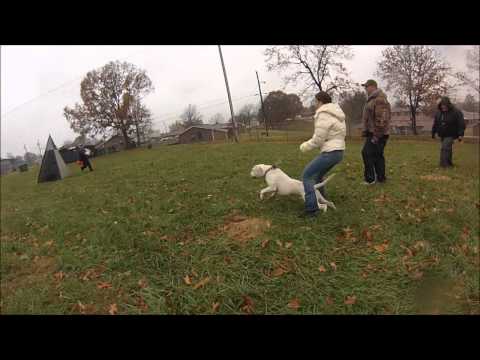 Irondog IDP1 with Cadi