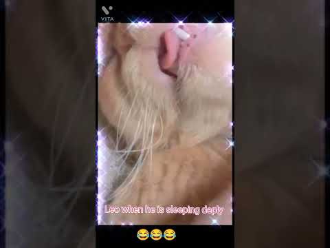 Leo Baby when he is sleeping#shorts #taqwa's land