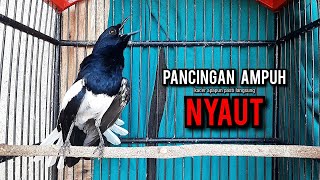 Download lagu SUARA BURUNG kacer gacor NGEPLONG tarung ini paling ampuh buat PANCINGAN KACER agar EMOSI NYAUT mp3 Download lagu SUARA BURUNG kacer gacor NGEPLONG tarung ini paling ampuh buat PANCINGAN KACER agar EMOSI NYAUT mp3