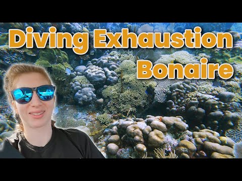 Diving Karpata in Bonaire & Finally Hitting the Wall