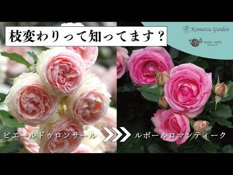 ローザ×ダマセナ「イスファハン」