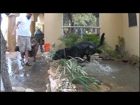 Dog Splash Pond installation Austin Texas * Final Pics and Alterations *by GoProPonds.com