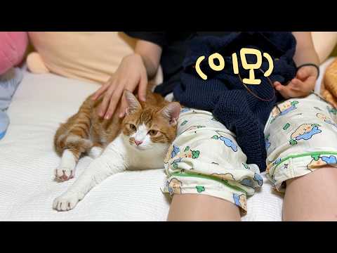 이 집에서 잘 보여야 할 사람이 누군지 깨달은 고양이들