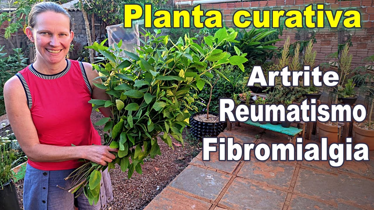 This Plant NEEDS to be in your HOME! 🌱 Baleeira Herb (Varronia curassavica Jacq.)