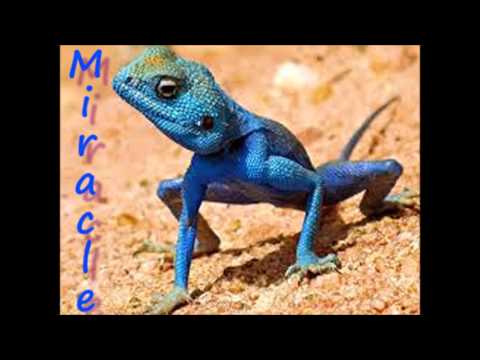 Mauro Picotto vs Coco Lizards Miracle