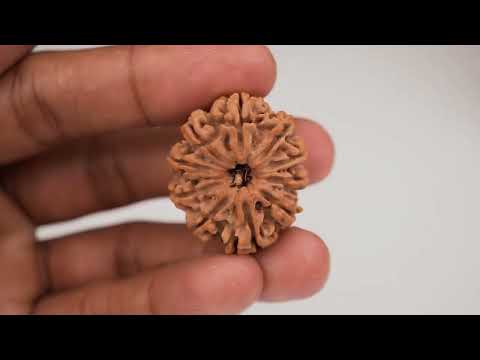 Rudraksha Product Image