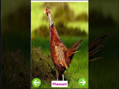 Birds Names with Pictures Video