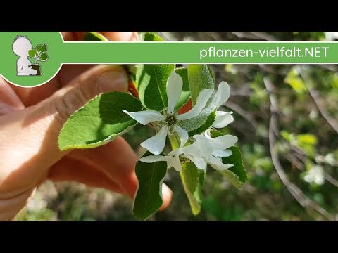 Gewöhnliche Felsenbirne - Blüten - 16.04.18 (Amelanchier ovalis) - Baum-/Strauch-Bestimmung