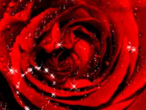 Arcana Moon - Eine Rose + Rosengarten