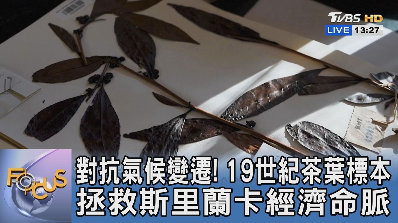 對抗氣候變遷!19世紀茶葉標本拯救斯里蘭卡經濟命脈
