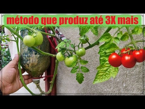 , title : 'Melhor Método Para Cultivar Tomate Em Garrafa Pet, Horta Vertical, Horta Sem Espaço'
