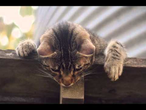 DORELA URBINA - DESDEN