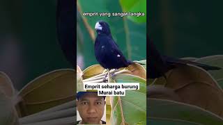 Download lagu Burung Emprit Hitam langka di alam liar #shorts #burung mp3 Download lagu Burung Emprit Hitam langka di alam liar #shorts #burung mp3