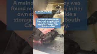 Puppy found nearly drowing in tote -  #news #sc #864 #southcarolina #puppy #puppyrescue  #localnews