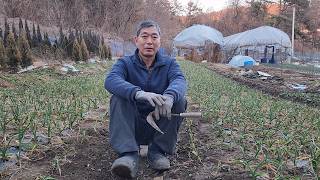 홍산마늘,한지형마늘 부직포 걷고 풀제거!! 잘 되게 하려면???