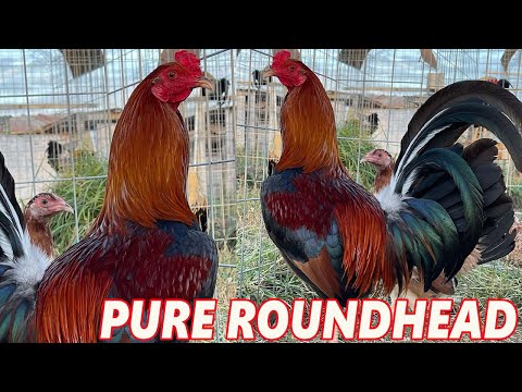 Pure Roundhead Ruble Hatch Sweater !! Grey Rock Farm | Farm Visit Beautiful Birds
