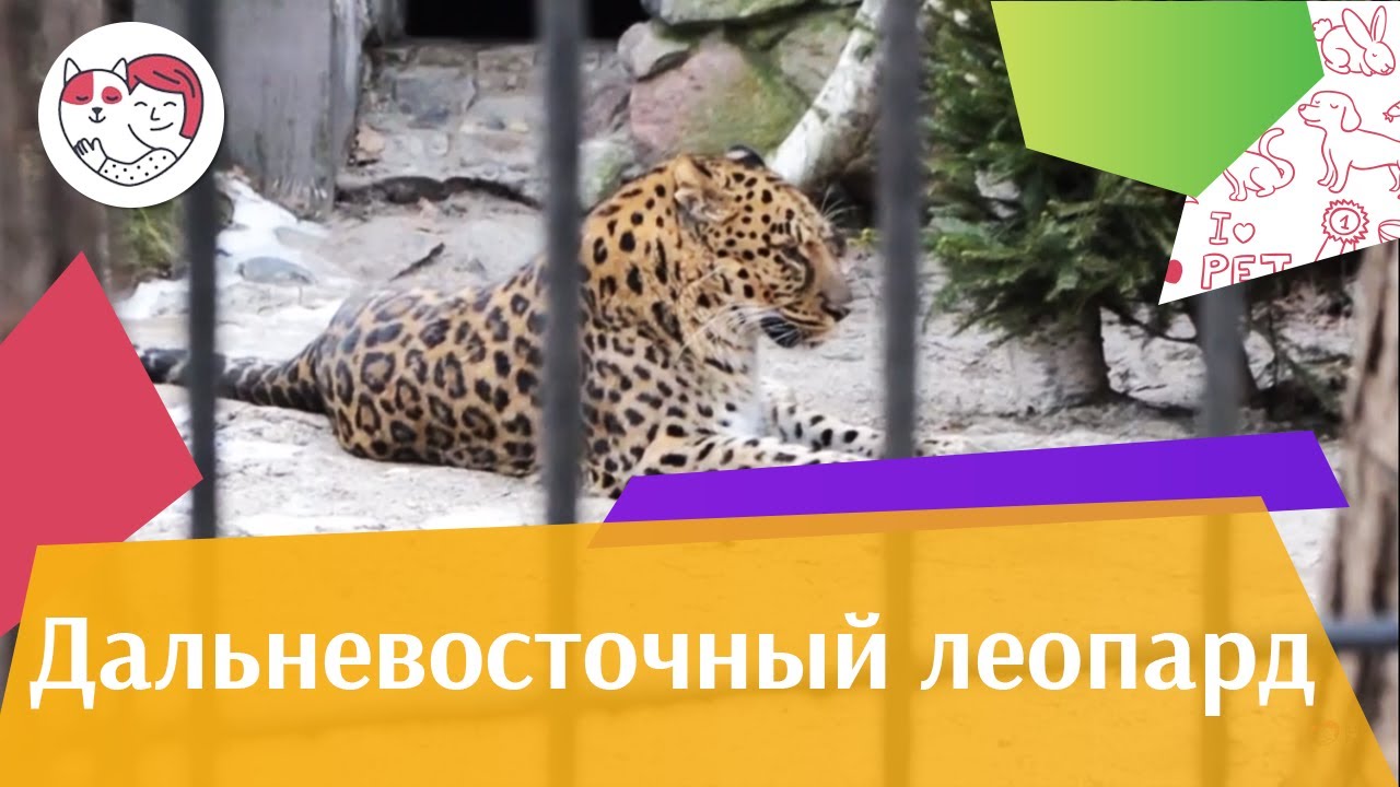 Дальневосточный леопард Перспективы популяции на ilikepet