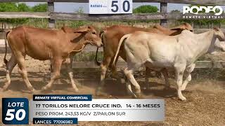 LOTE 50