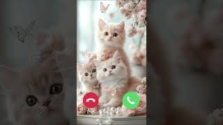 Download lagu Cute Cat Family Calling Ringtone #cat #cute #call #calling #ringtone #cutecat #smartphone #catvideos mp3