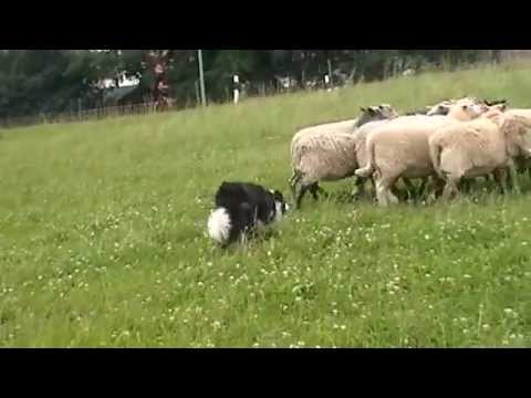 Border Collies of Silent Storm 2012