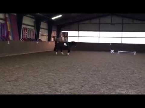 `Cronshagen`  Hengst v. Cancara   Ramirado