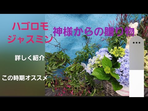 ジャスミンを育てる 植え始める 穴を掘る 砂を追加する 排水を改善する