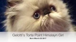 2017 Gelotti's kittens