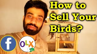 HOW TO SELL BIRDS | APNAY PARINDAY KESAY BAICHAIN | ( Eng Subtitles) #tolinton #lalukhet #sale