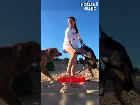 Cuộc tấn công bất ngờ trên bãi biển giữa 2 con chó. 🥶🐕‍🦺vs🦮