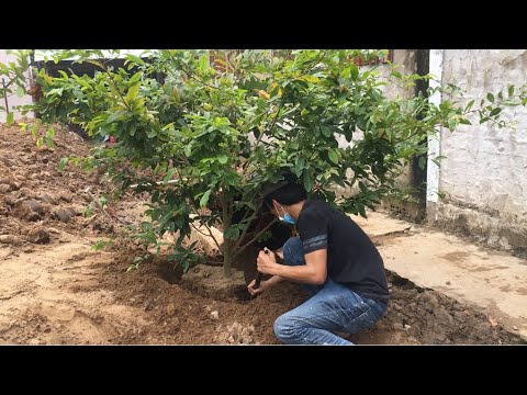 Bứng Cây Mai Đưa Lên Chậu Chăm Sóc Cho Khách Hàng | Tô Thành Trung