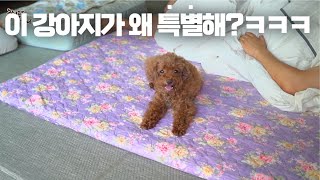 웃기는 강아지 한 마리와 오래 살면 생기는 일ㅋㅋㅋ