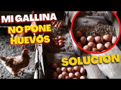 , title : 'Factores el Porque las Gallinas ponedoras BAJAN de POSTURA | Mis Gallinas Ponedoras no Ponen Huevos'