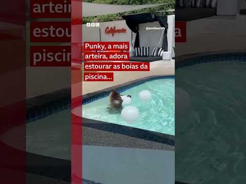 Ursos-negros dividem a piscina com um casal no sul da Califórnia