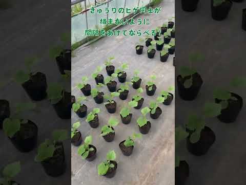 キュウリをトレリスで栽培することが有益な選択肢であるのはなぜですか?  庭園