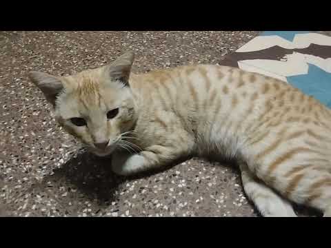 funniest cute cat 💕🥰