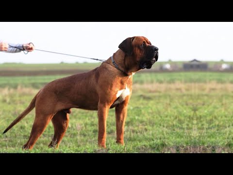 DOG KILLERS - THE TOSA INU DOG - Deadly or pet?