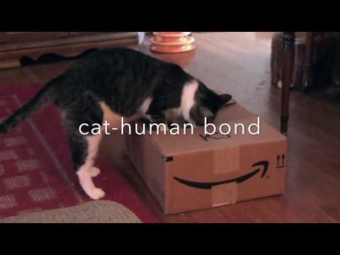 Cat-Human Bond