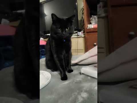 ❤️ #cats #funny #lol #love #youtubeshorts #cat #sigma