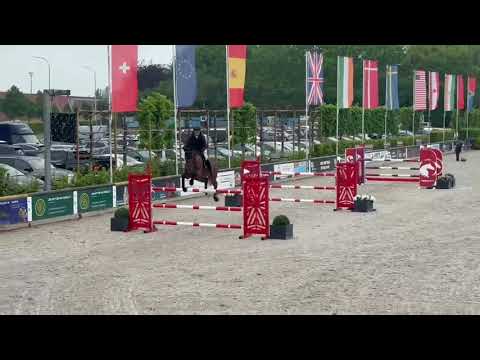 Pacco de Loni Mb Z (7y/o Pegase gelding)