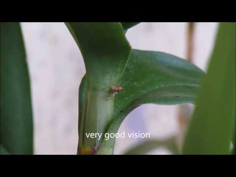 Jumping Spiders in The Garden Video