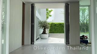 สวนต้นมะกอก Olivegarden Thailand ถ.อักษะ ซ.5 (ซอย สนง.เขต ทวีวัฒนา) โทร: 091-742-7777