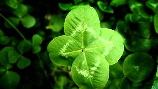 THE TWELFTH OF NEVER - Johnny Mathis (lyrics)