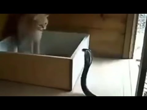 mom cat protecting her kittens from Cobra 🐍 😲😲