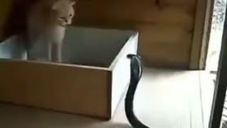 mom cat protecting her kittens from Cobra 🐍 😲😲