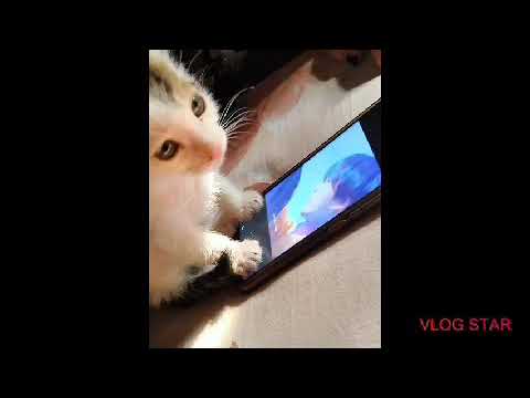 😻😻😻😻cat pic 😺cut arts by Tabassum